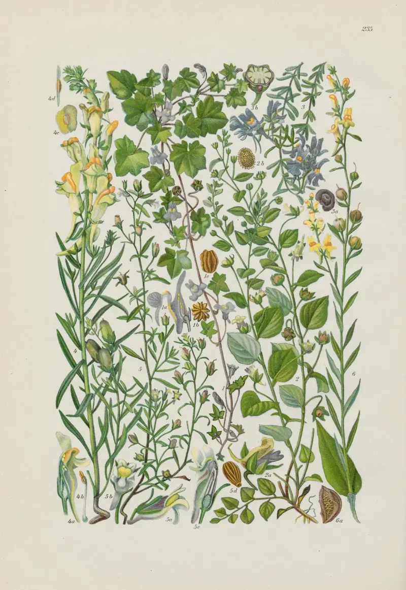 Illustrierte Flora von Mitteleuropa Pl.235 av Gustav Hegi