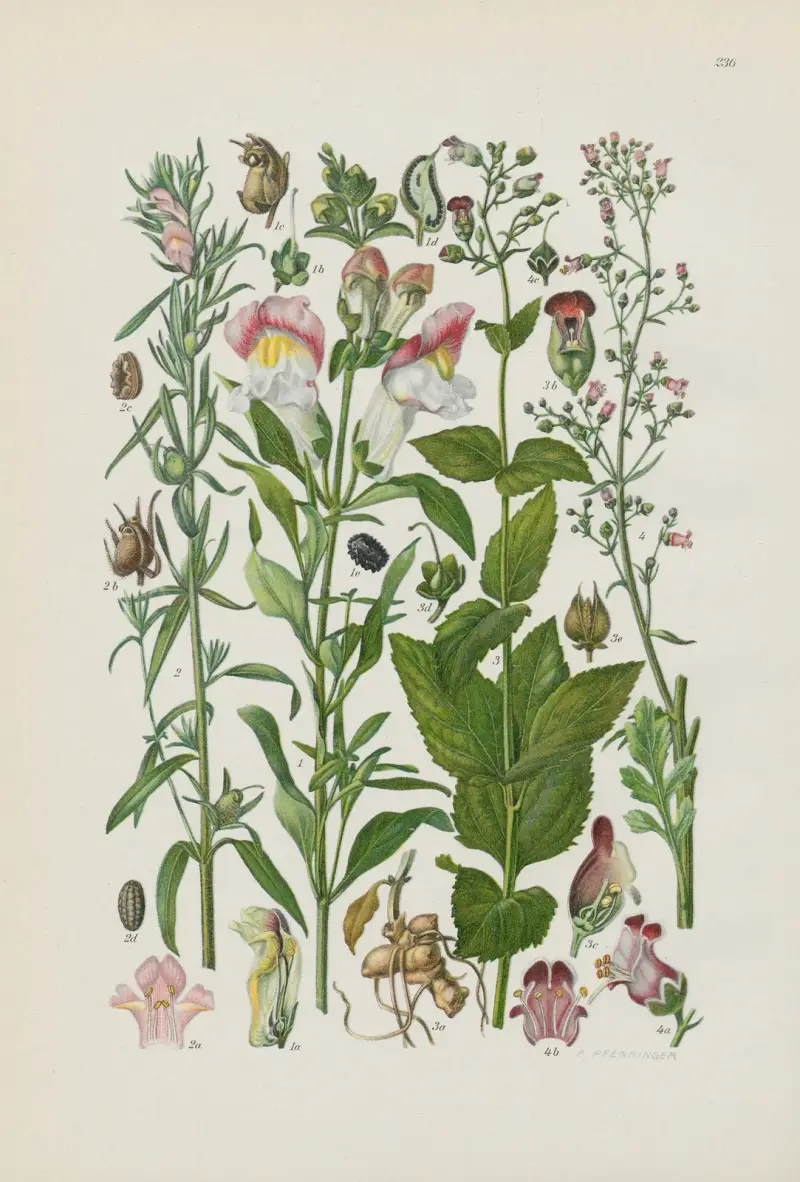 Illustrierte Flora von Mitteleuropa Pl.236 av Gustav Hegi