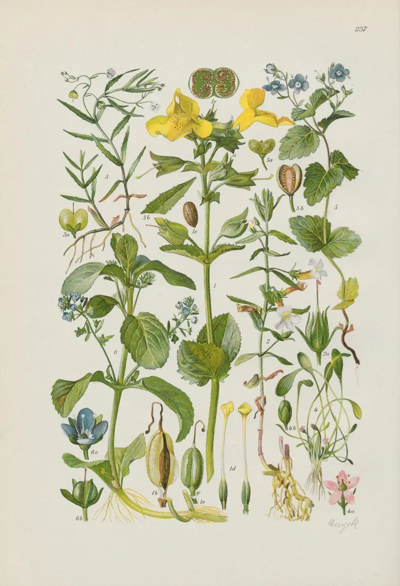 Illustrierte Flora von Mitteleuropa Pl.237 av Gustav Hegi