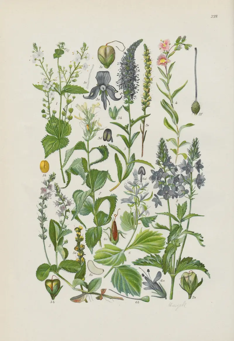 Illustrerad flora över Centraleuropa pl. 238 av Gustav Hegi