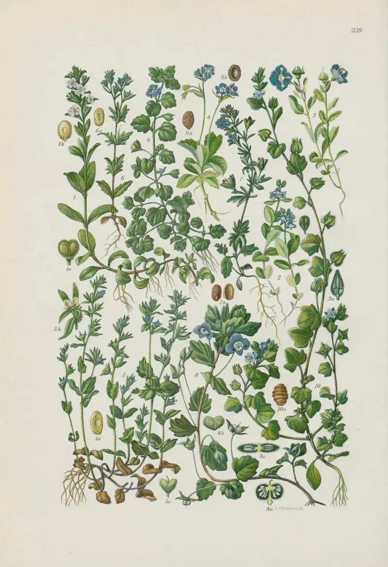 Illustrerade flora från Centraleuropa, plansch 239 av Gustav Hegi