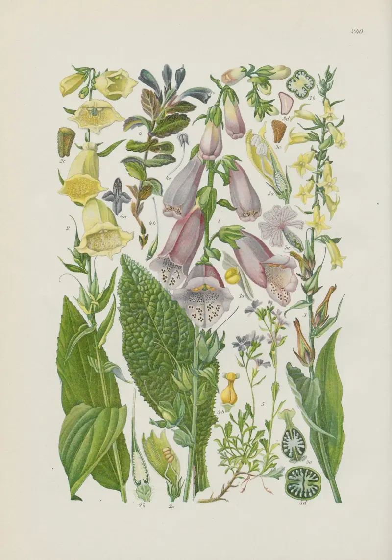 Illustrierte Flora von Mitteleuropa Pl.240 av Gustav Hegi