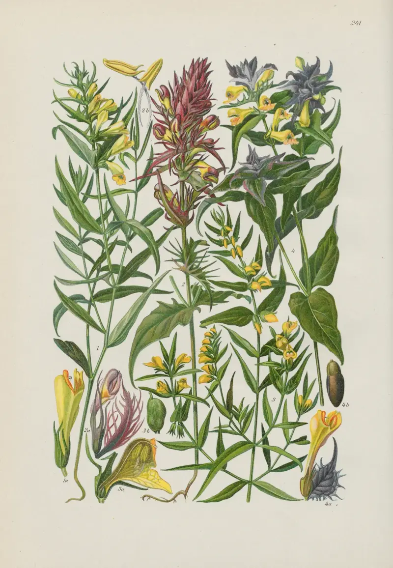 Illustrierte Flora von Mitteleuropa Pl.241 av Gustav Hegi