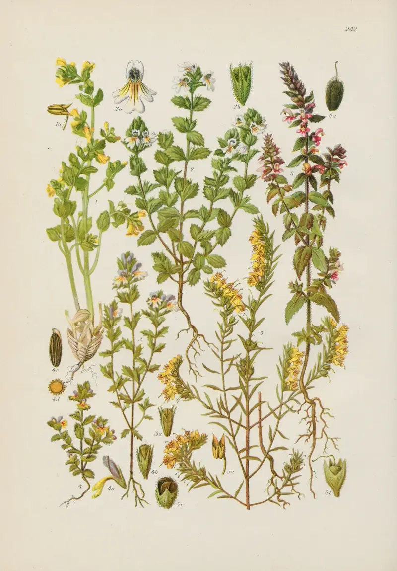 Illustrerad flora från Centraleuropa, plansch 242 av Gustav Hegi