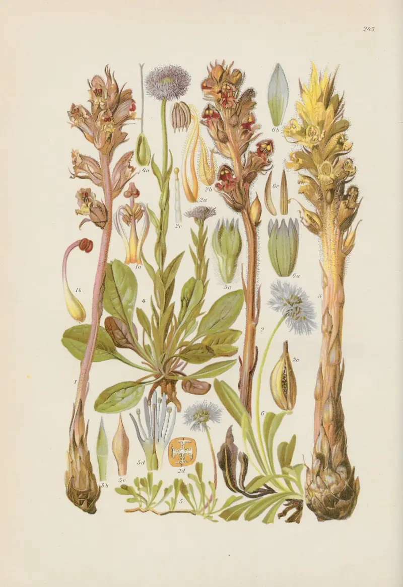 Illustrierte Flora von Mitteleuropa Pl.245 av Gustav Hegi