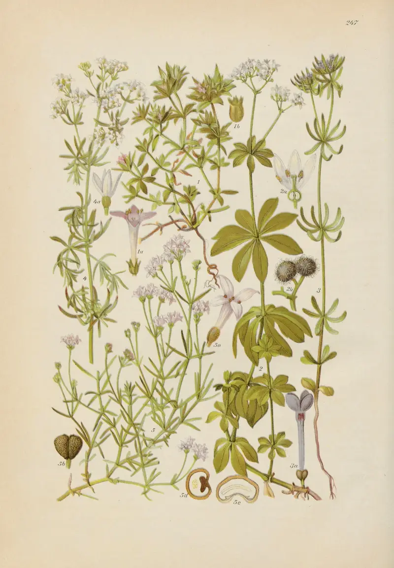 Illustrerade flora över Centraleuropa Pl.247 av Gustav Hegi