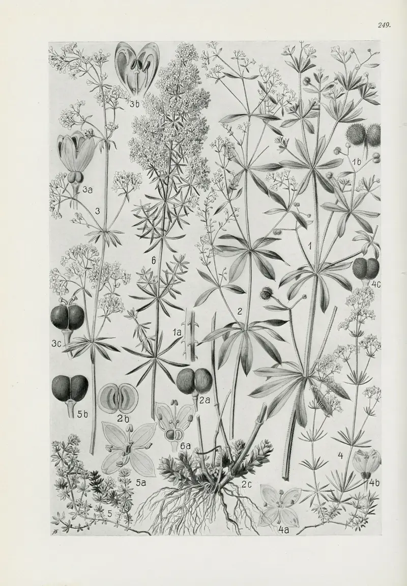 Illustrerad flora över Centraleuropa, plansch 249 av Gustav Hegi