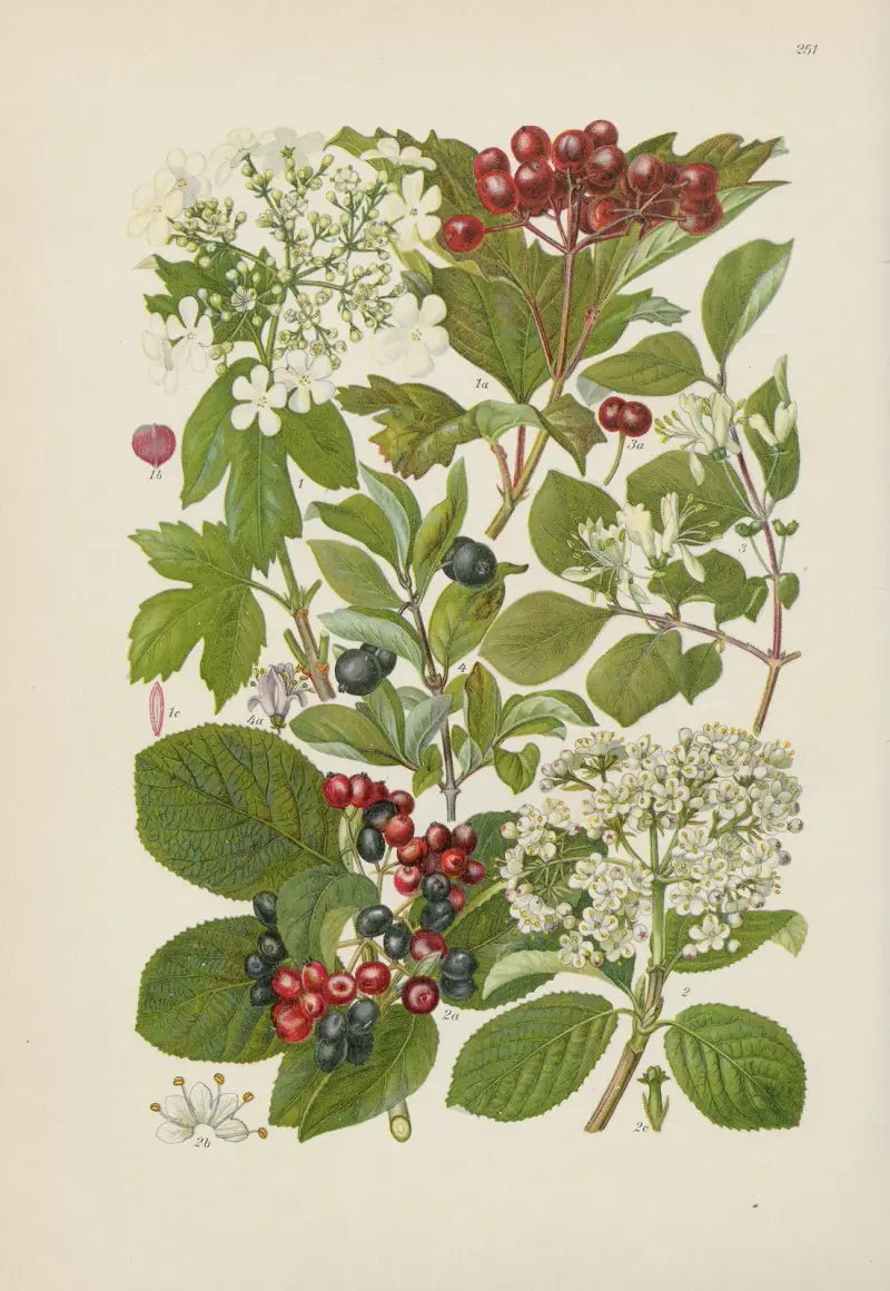 Illustrierte Flora von Mitteleuropa Pl.251 av Gustav Hegi