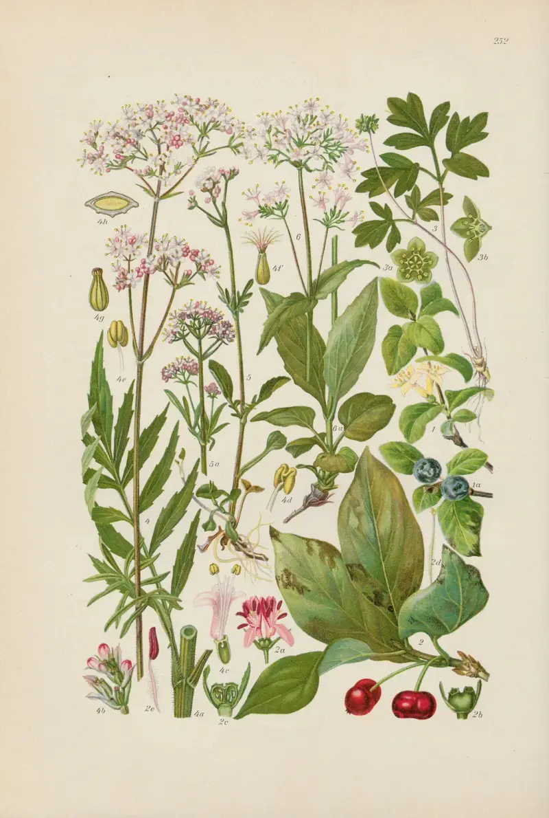 Illustrierte Flora von Mitteleuropa Pl.252 av Gustav Hegi