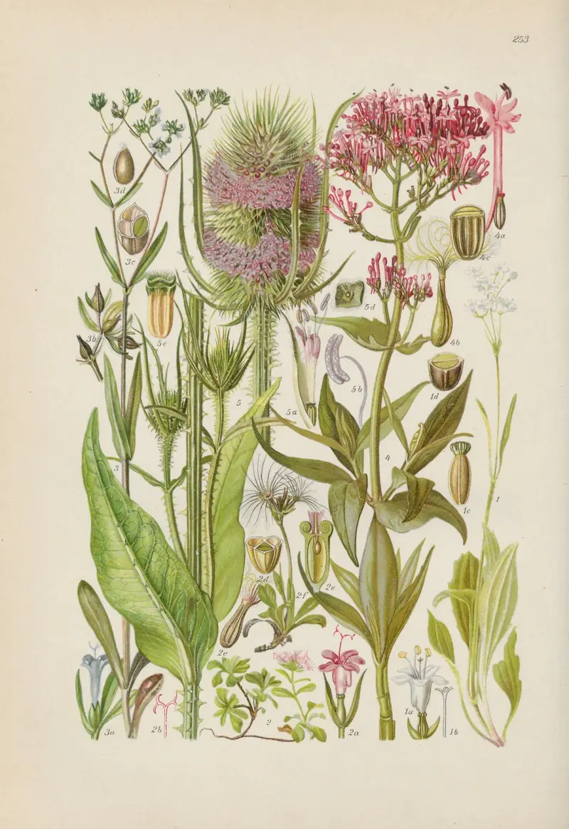 Illustrierte Flora von Mitteleuropa Pl.253 av Gustav Hegi