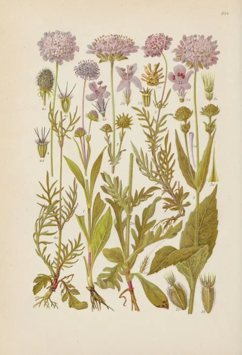 Illustrierte Flora von Mitteleuropa Pl.254 av Gustav Hegi