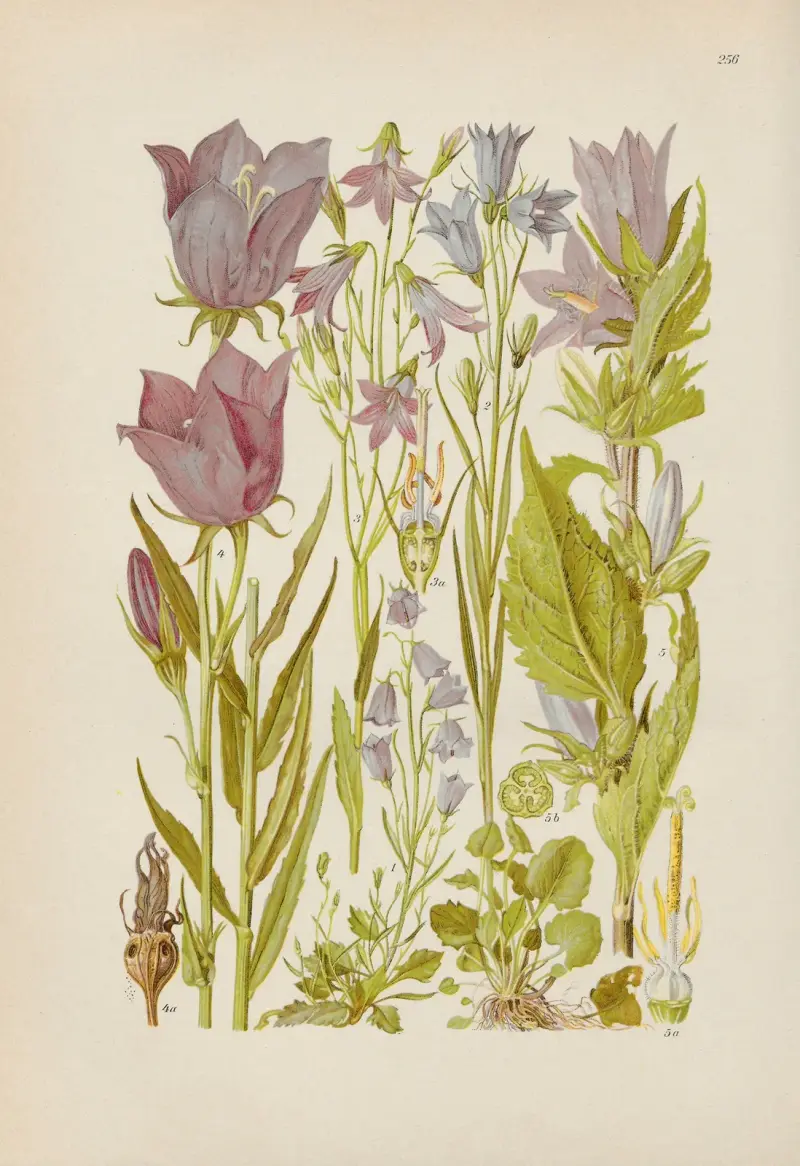 Illustrerad flora från Centraleuropa, plansch 256 av Gustav Hegi