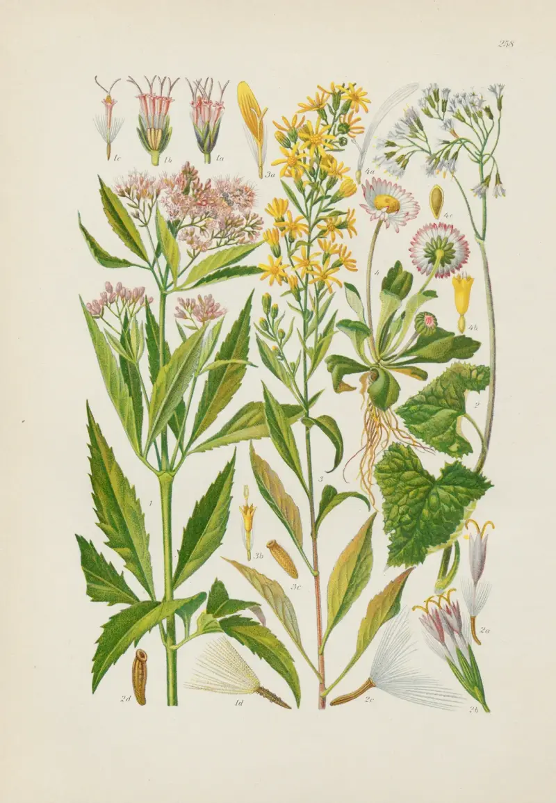 Illustrerad flora för Centraleuropa, plansch 258 av Gustav Hegi
