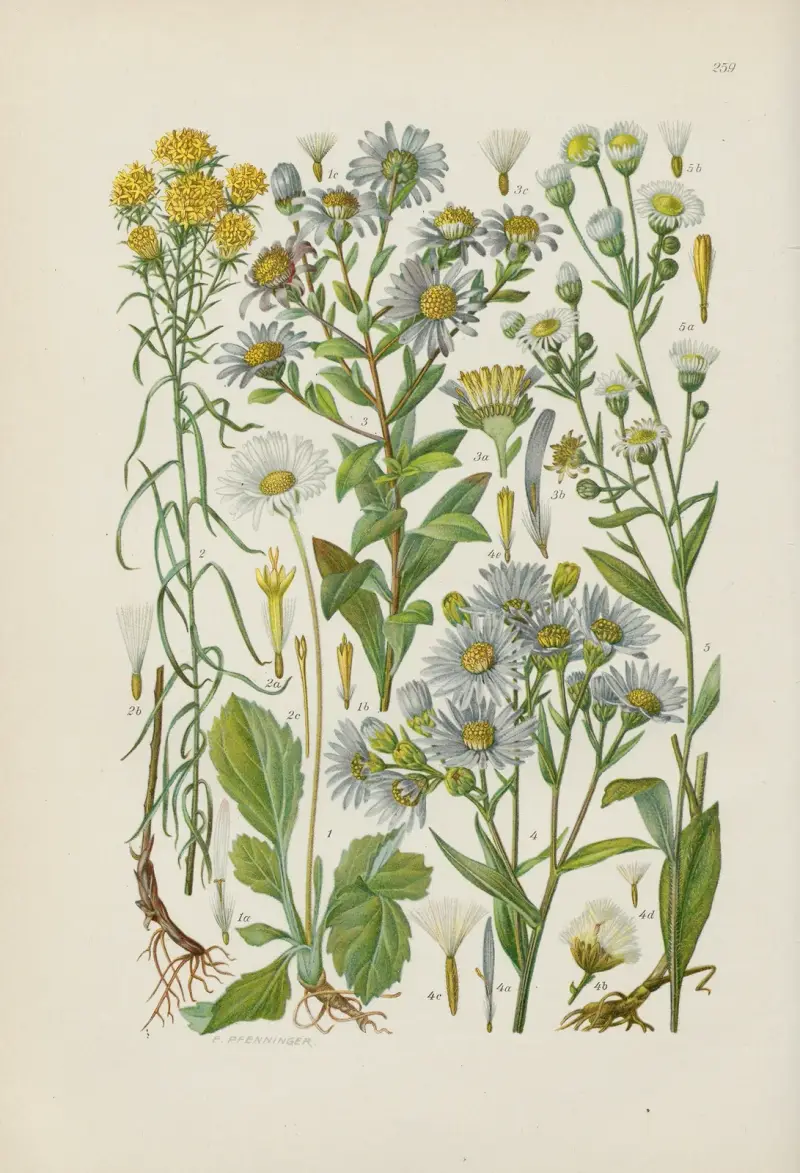 Illustrierte Flora von Mitteleuropa Pl.259 av Gustav Hegi