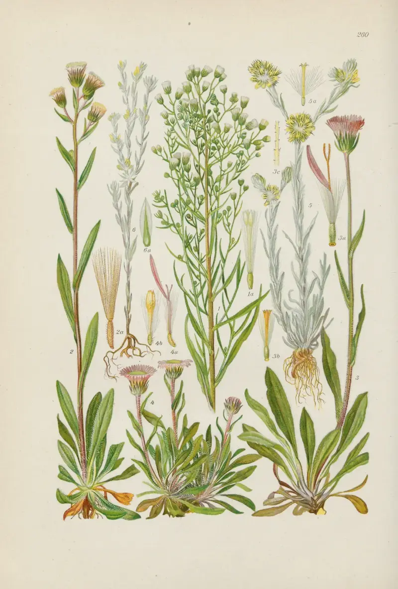Illustrierte Flora von Mitteleuropa Pl.260 av Gustav Hegi