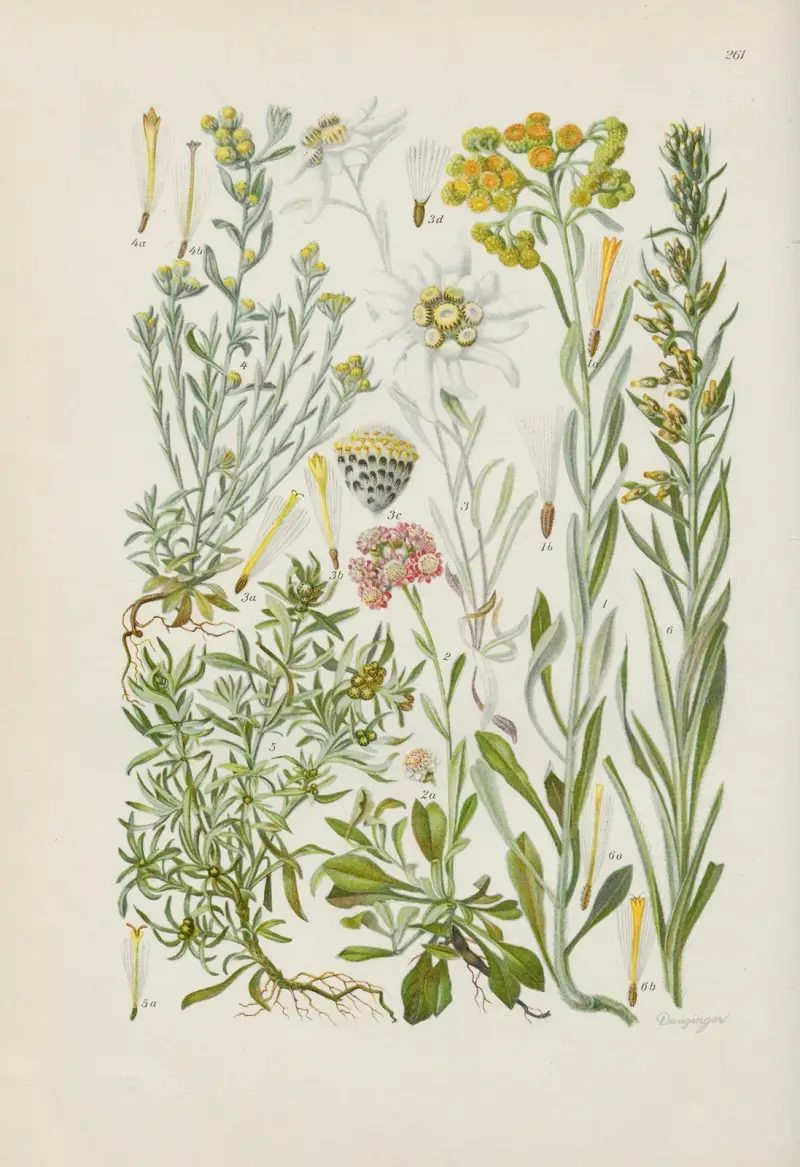 Illustrierte Flora von Mitteleuropa Pl.261 av Gustav Hegi