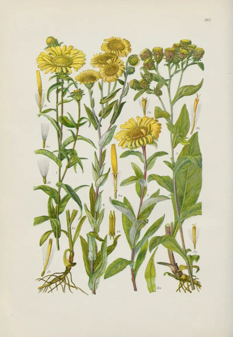 Illustrerad flora över Centraleuropa, plansch 262 av Gustav Hegi