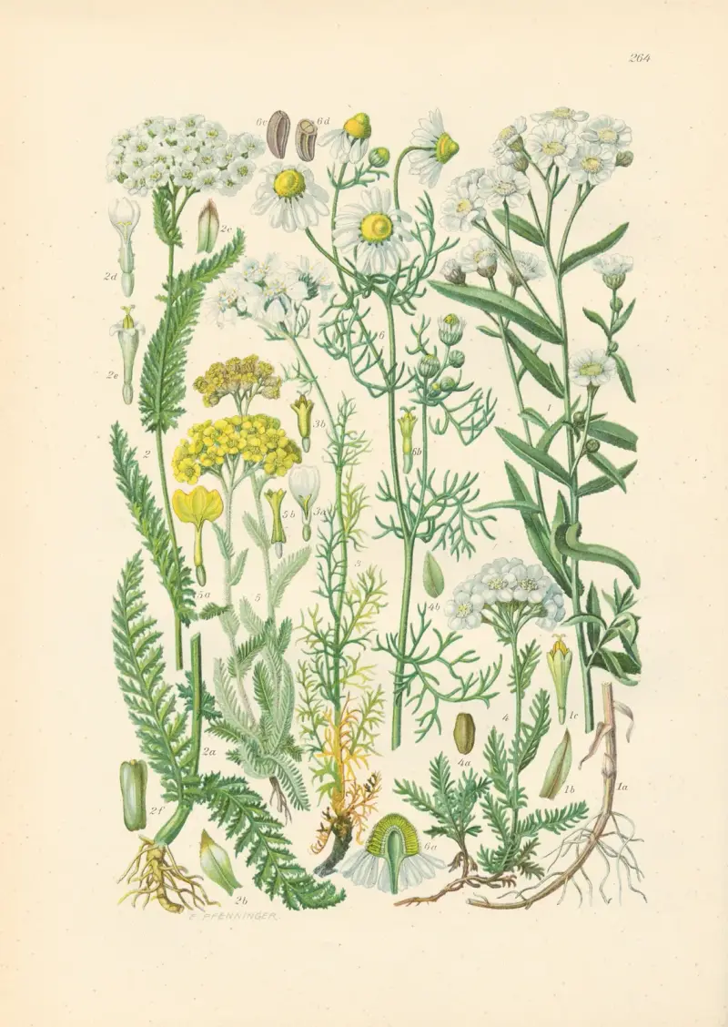 Illustrierte Flora von Mitteleuropa Pl. 264 von Gustav Hegi