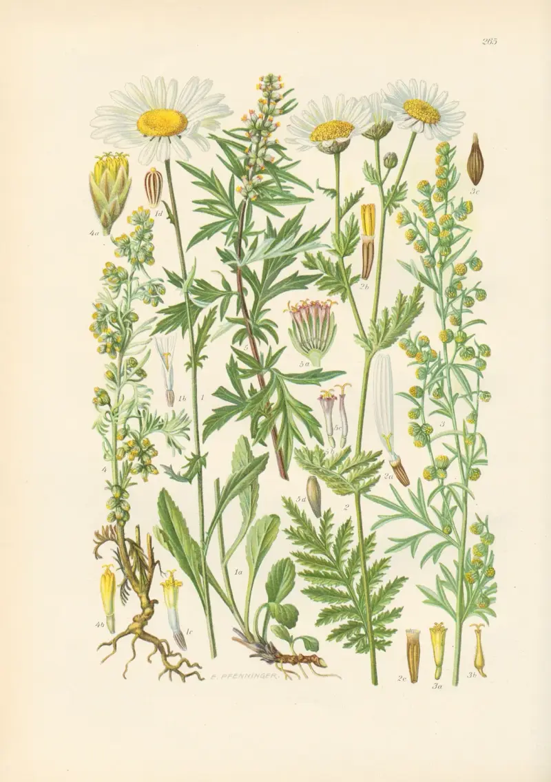 Illustrierte Flora von Mitteleuropa Pl.265 av Gustav Hegi