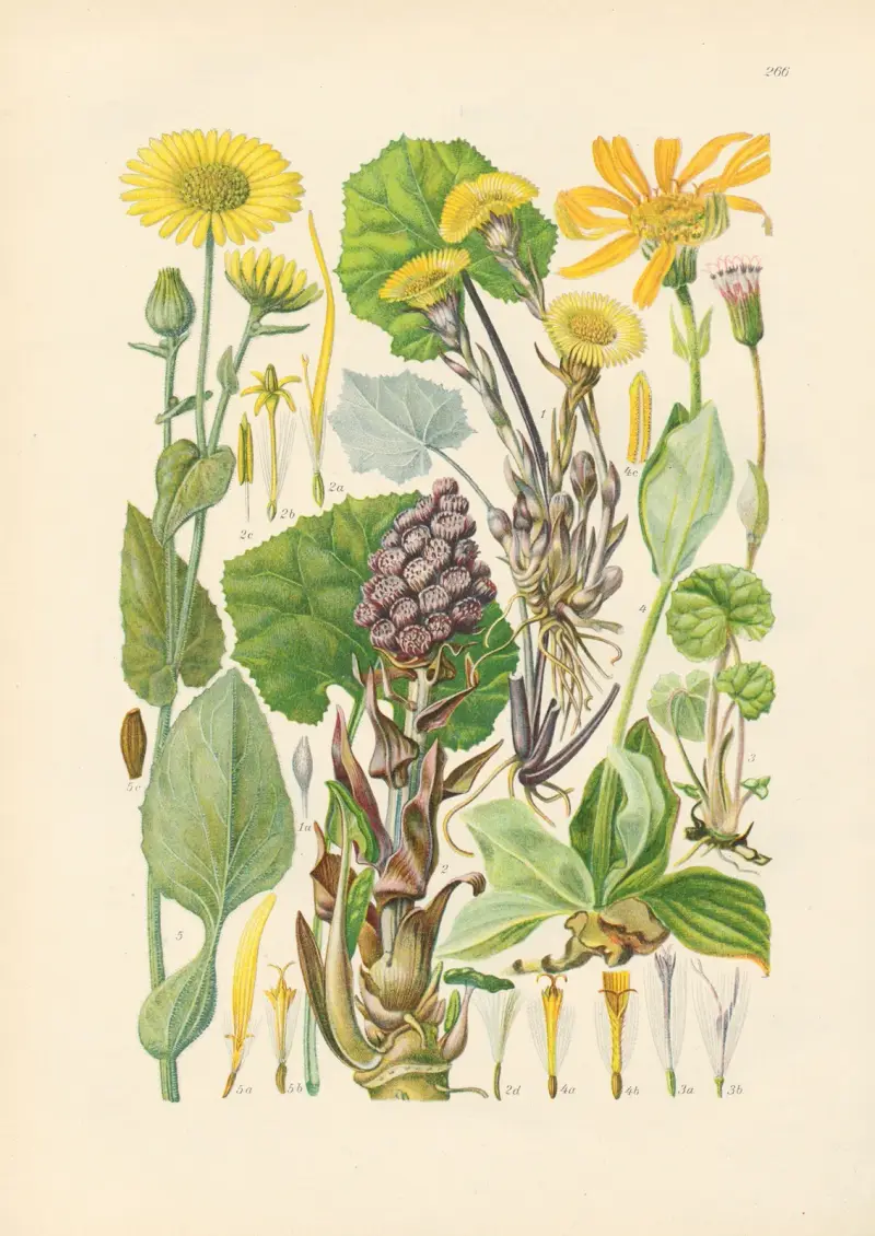 Illustrierte Flora von Mitteleuropa Pl.266 av Gustav Hegi
