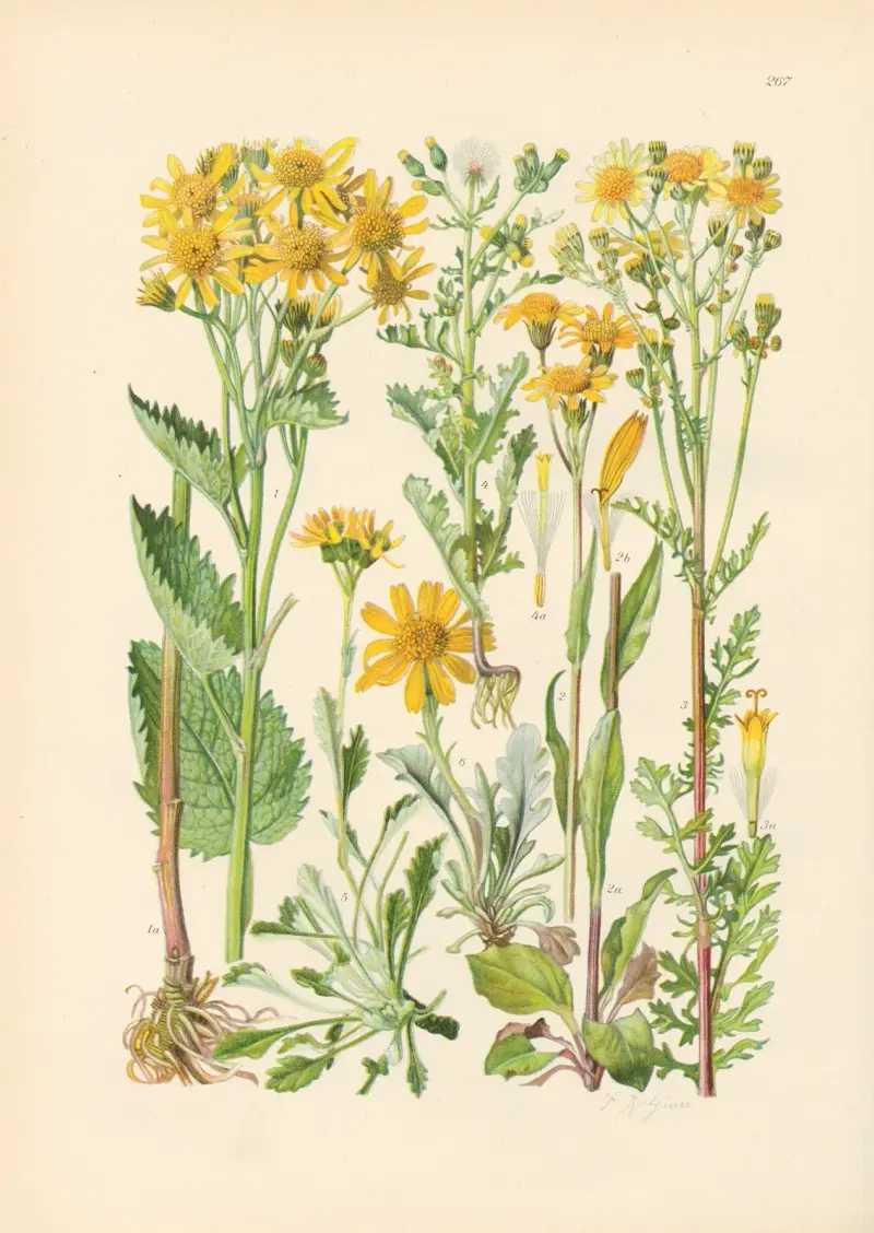 Illustrierte Flora von Mitteleuropa Pl.267 av Gustav Hegi