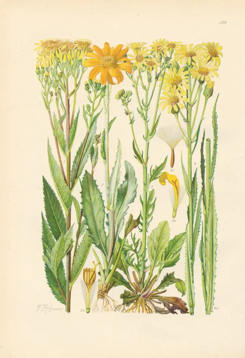 Illustrierte Flora von Mitteleuropa Pl.268 av Gustav Hegi