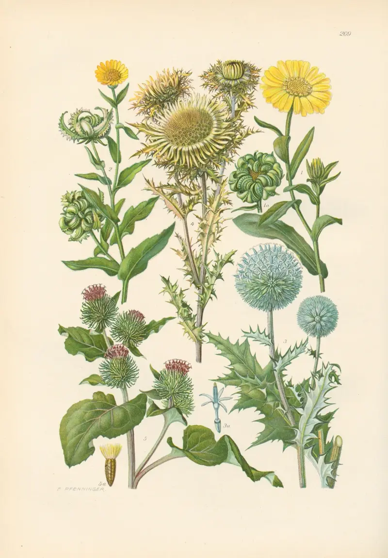 Illustrierte Flora von Mitteleuropa Pl.269 av Gustav Hegi