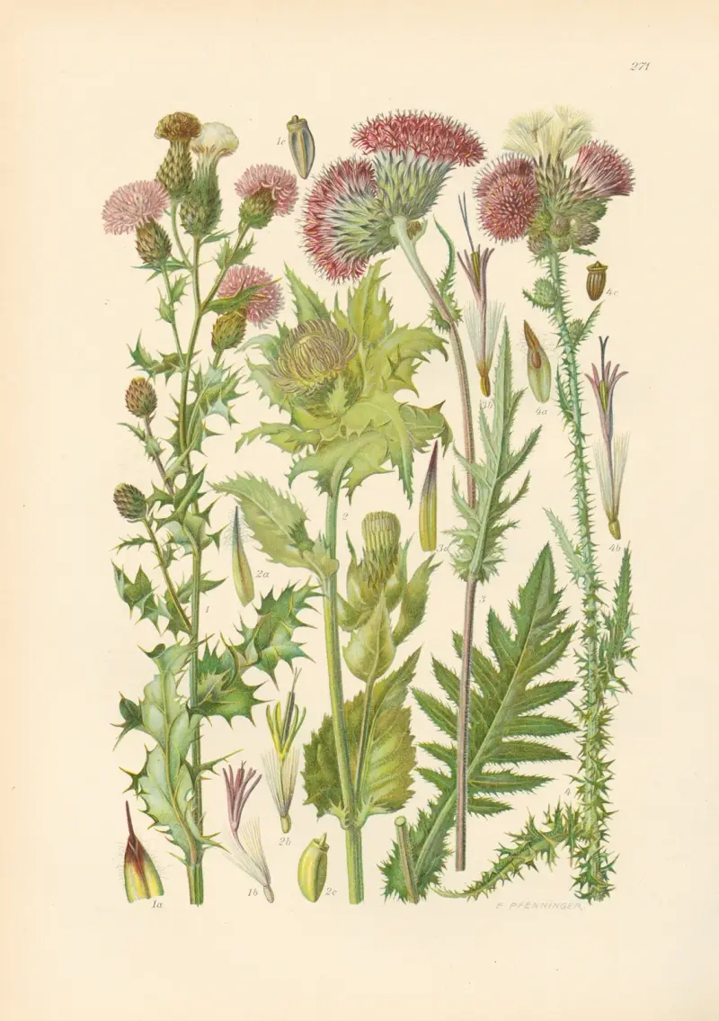Illustrierte Flora von Mitteleuropa Pl.271 av Gustav Hegi