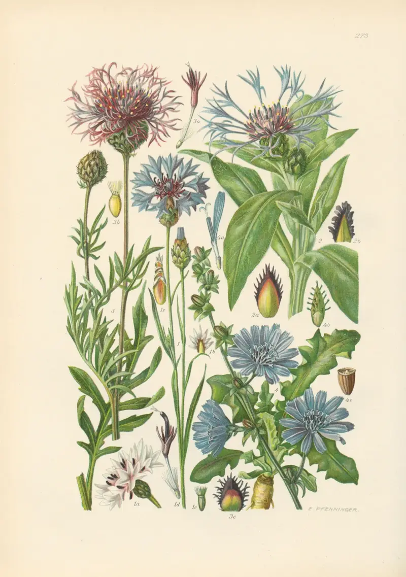 Illustrerad flora för Centraleuropa pl. 273 av Gustav Hegi