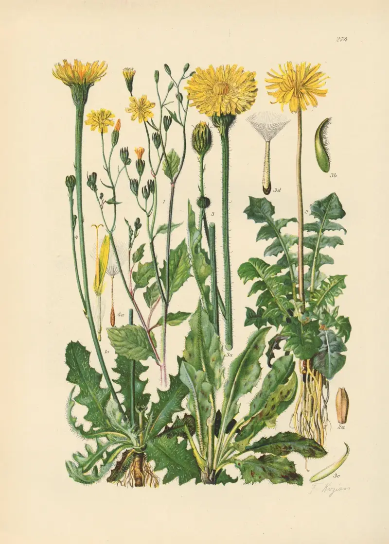 Illustrierte Flora von Mitteleuropa Pl.274 av Gustav Hegi
