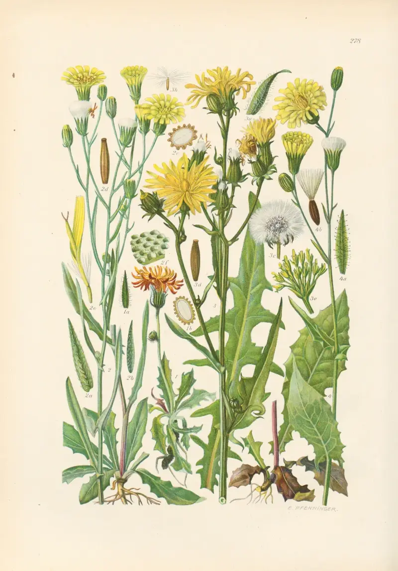 Illustrerad flora för Centraleuropa, plansch 278 av Gustav Hegi