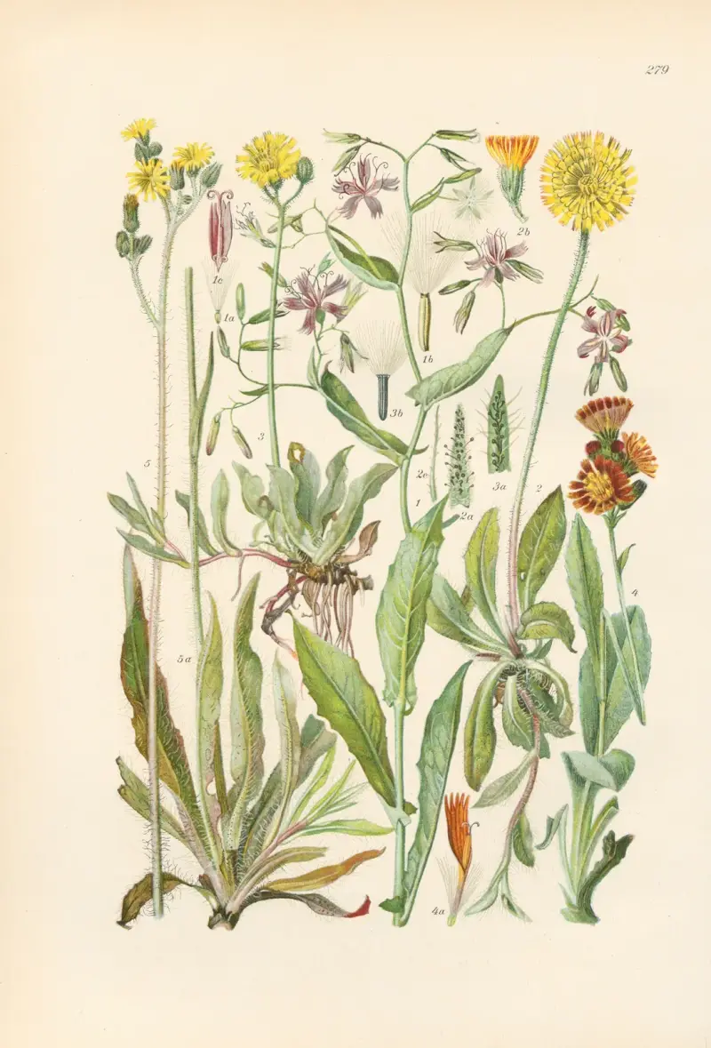 Illustrerad flora över Centraleuropa, plansch 279 av Gustav Hegi