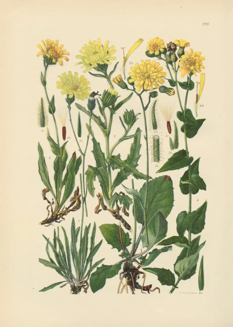Illustrierte Flora von Mitteleuropa Pl.280 av Gustav Hegi