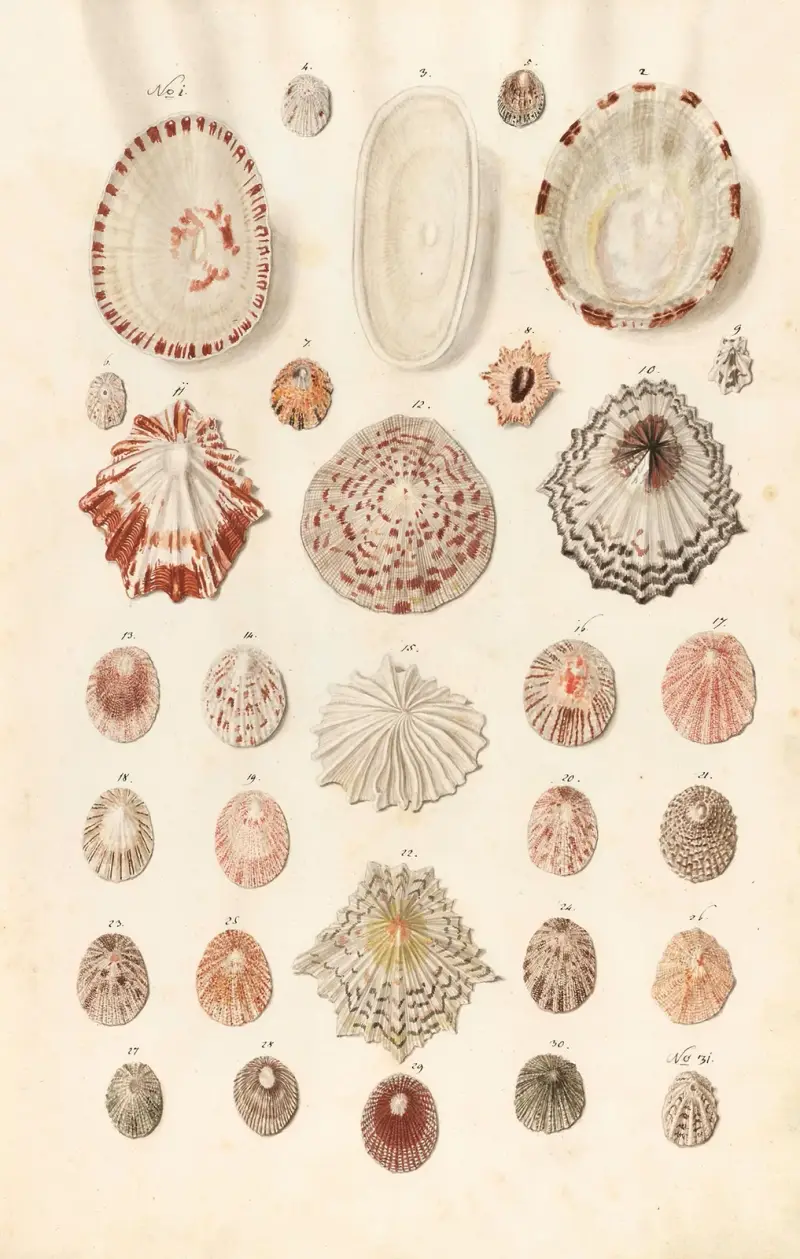 Shells from the collection of the Dukes of Württemberg Pl.02 av Johann Gustav Hoch