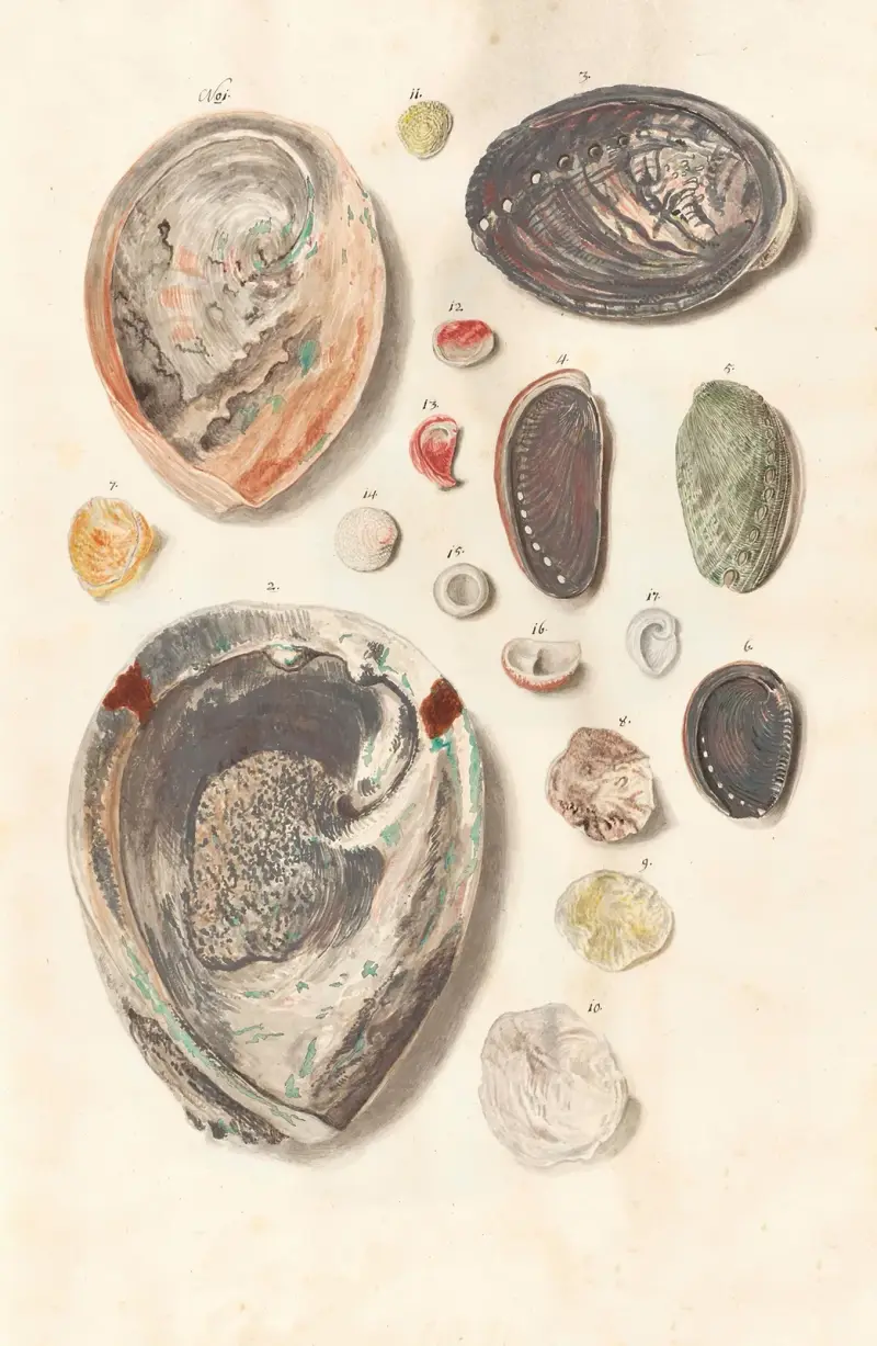 Shells from the collection of the Dukes of Württemberg Pl.03 av Johann Gustav Hoch