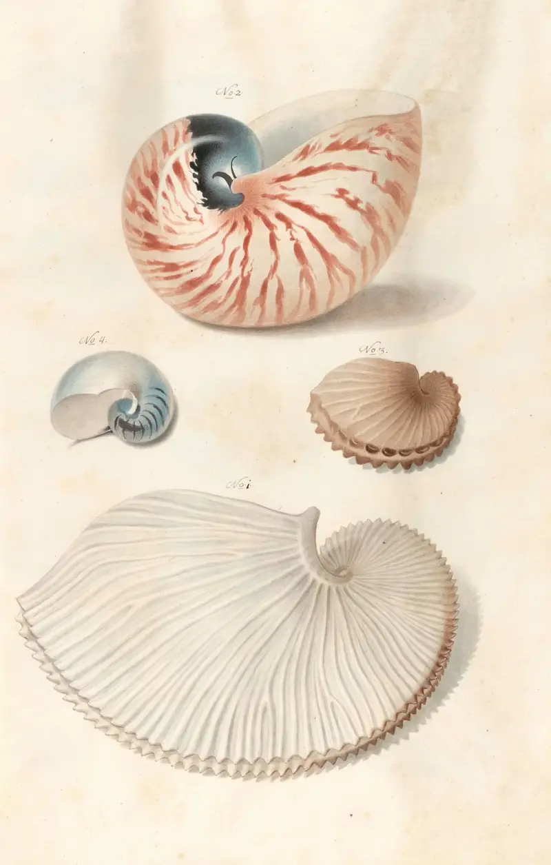 Shells from the collection of the Dukes of Württemberg Pl.05 av Johann Gustav Hoch