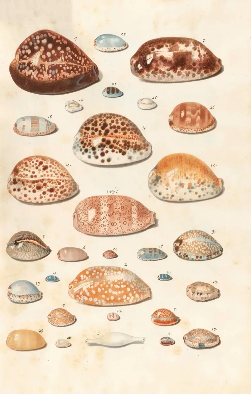 Shells from the collection of the Dukes of Württemberg Pl.07 av Johann Gustav Hoch