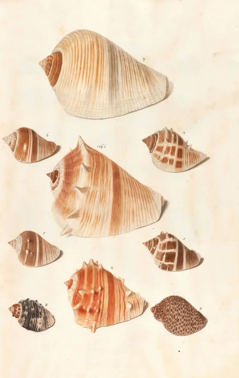 Shells from the collection of the Dukes of Württemberg Pl.10 av Johann Gustav Hoch