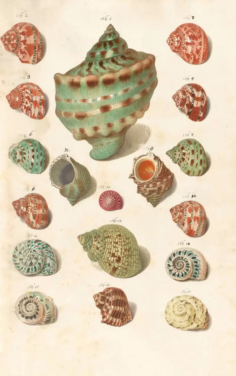 Shells from the collection of the Dukes of Württemberg Pl.12 av Johann Gustav Hoch