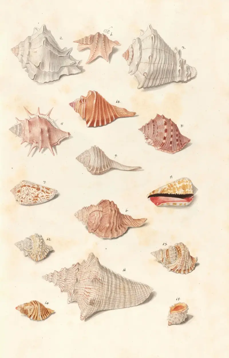 Muscheln aus der Sammlung der Herzöge von Württemberg, Taf. 23 von Johann Gustav Hoch