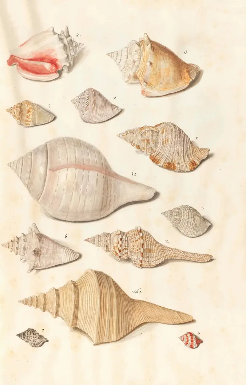 Shells from the collection of the Dukes of Württemberg Pl.24 av Johann Gustav Hoch