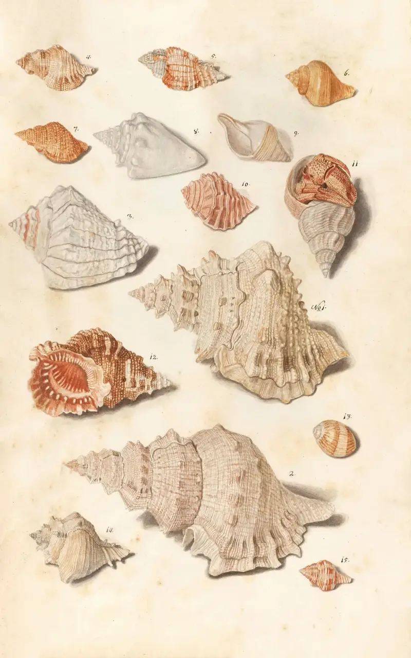 Snäckor ur hertigarna av Württembergs samling, pl. 25 av Johann Gustav Hoch