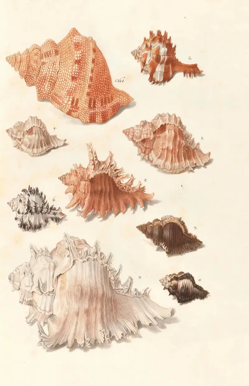 Shells from the collection of the Dukes of Württemberg Pl.26 av Johann Gustav Hoch
