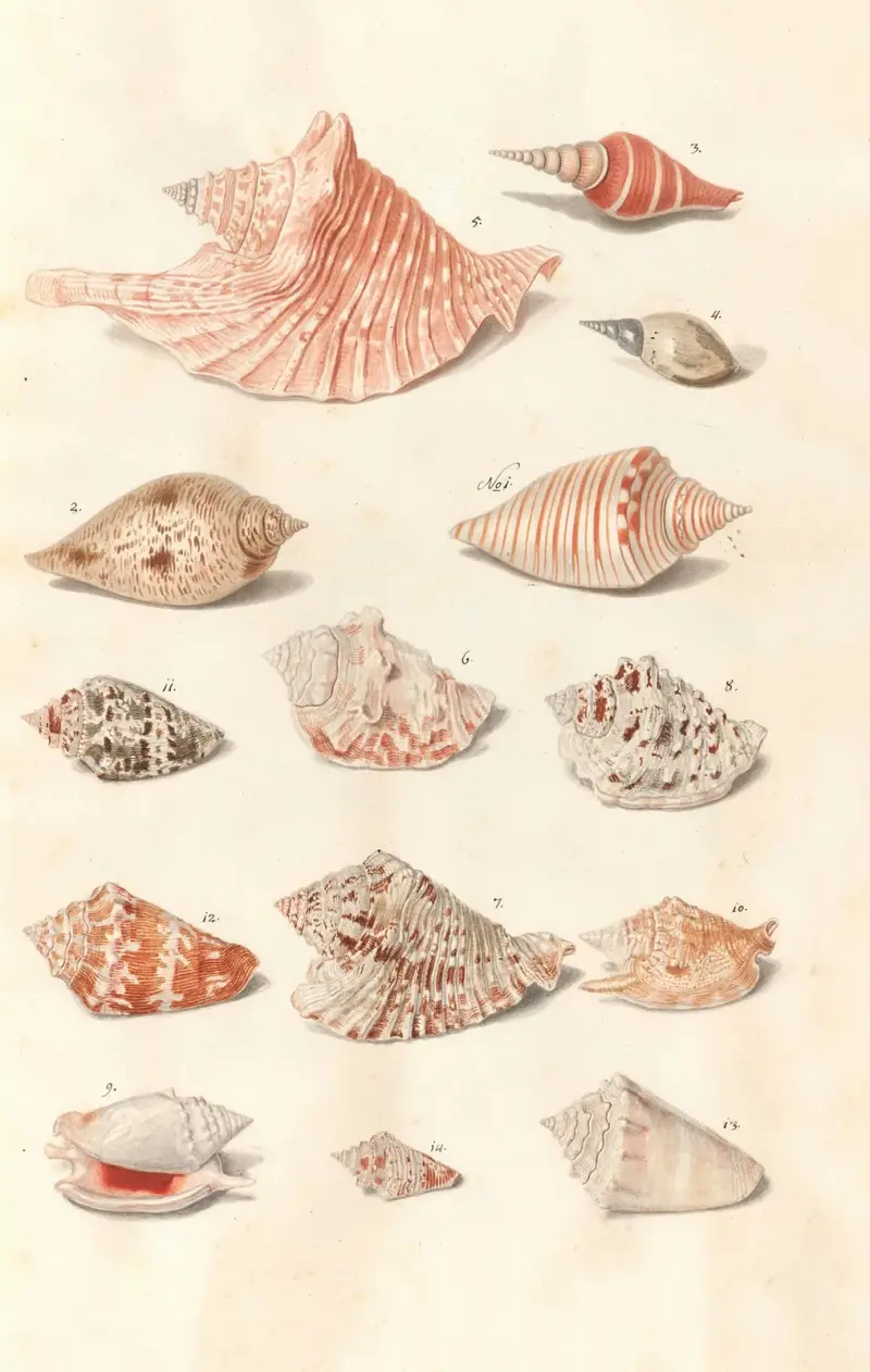Shells from the collection of the Dukes of Württemberg Pl.27 av Johann Gustav Hoch