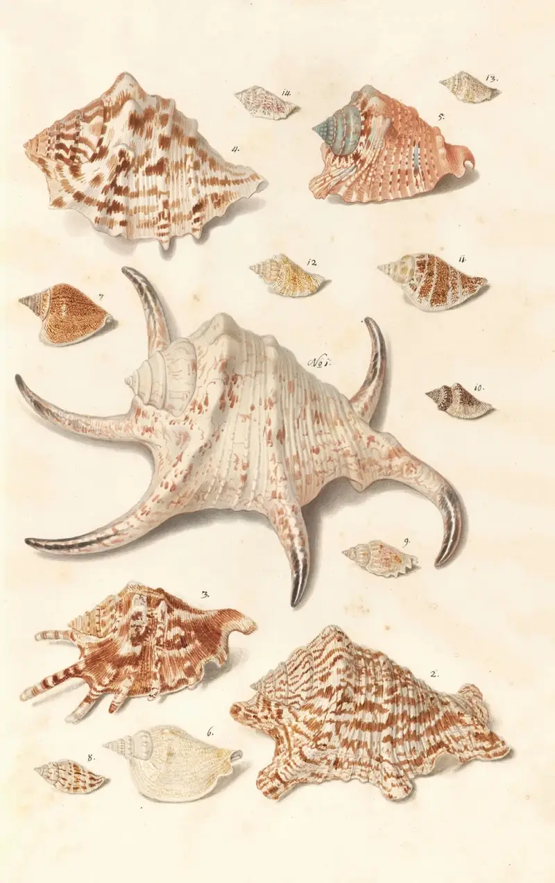Shells from the collection of the Dukes of Württemberg Pl.28 av Johann Gustav Hoch