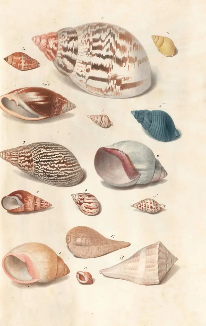 Snäckor från hertigarna av Württembergs samling, pl. 37 av Johann Gustav Hoch