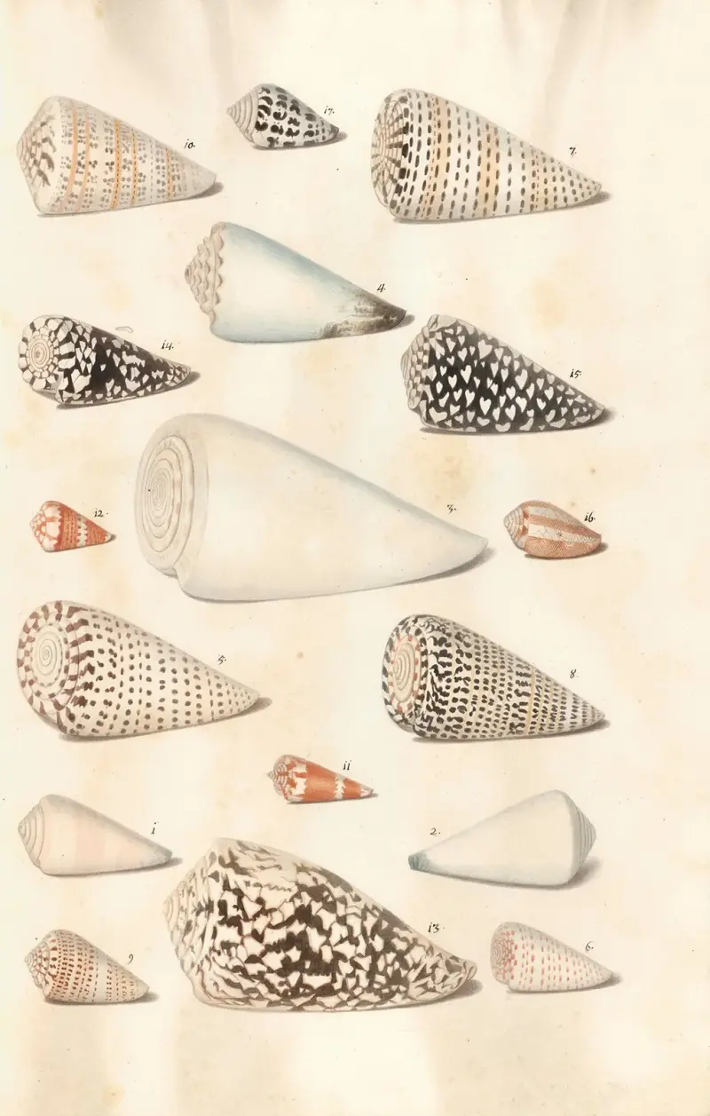 Shells from the collection of the Dukes of Württemberg Pl.39 av Johann Gustav Hoch