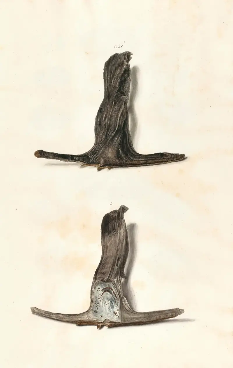 Snäckor ur hertigarna av Württembergs samling, pl. 40 av Johann Gustav Hoch