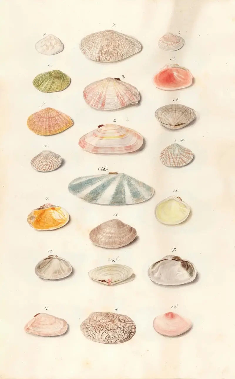 Muscheln aus der Sammlung der Herzöge von Württemberg Tafel 41 von Johann Gustav Hoch