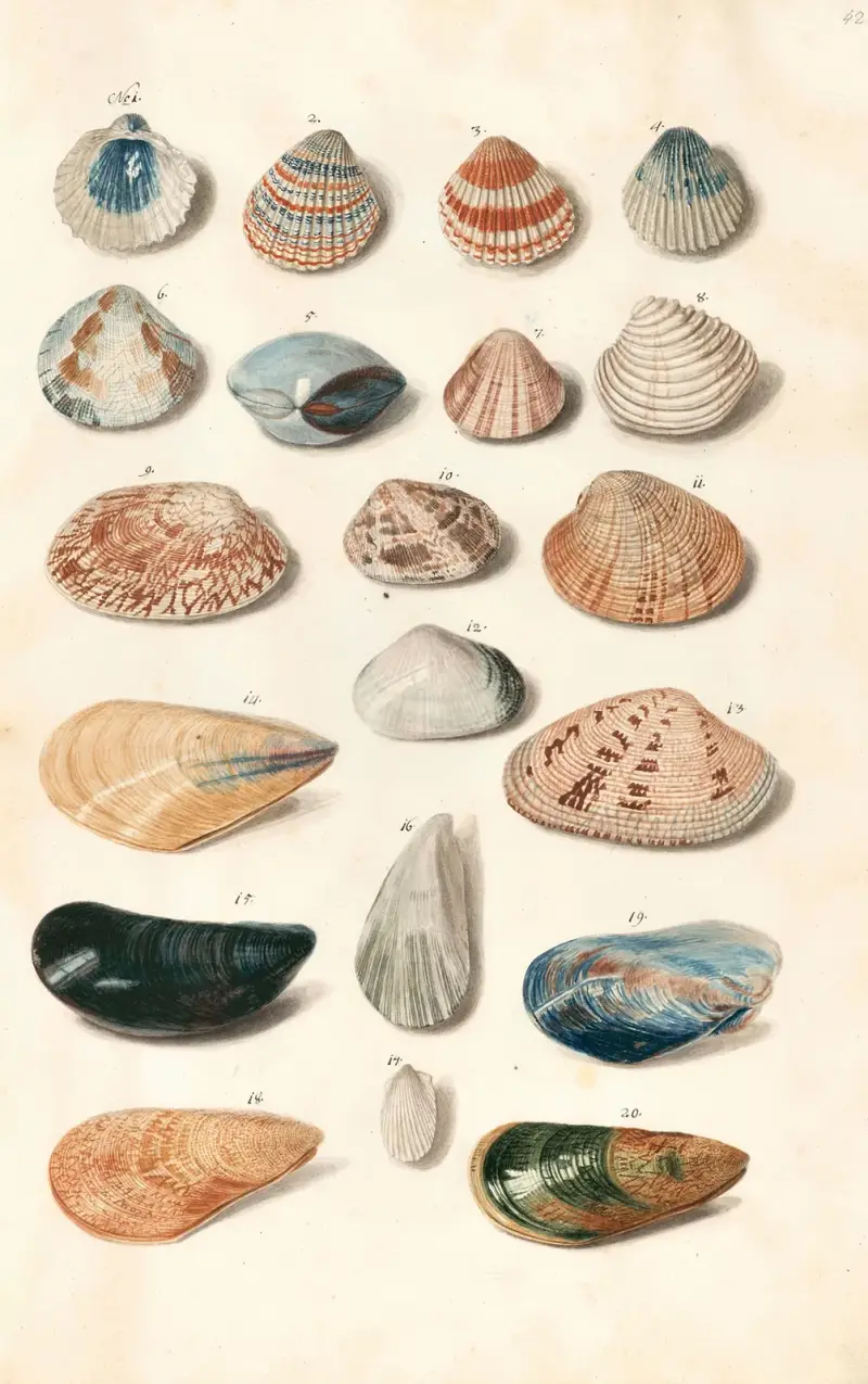 Shells from the collection of the Dukes of Württemberg Pl.42 av Johann Gustav Hoch